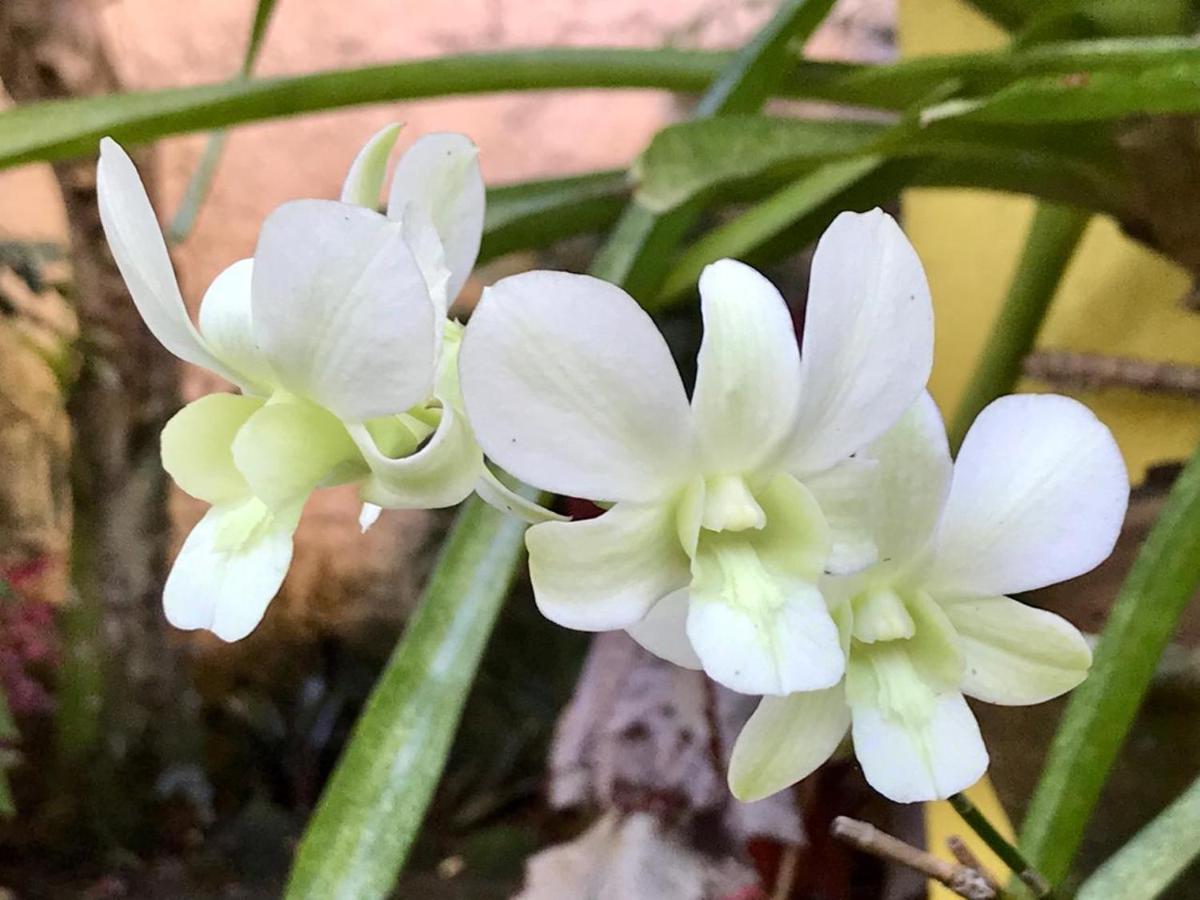 Canto Das Orquideas Hotel Paraty Exterior foto